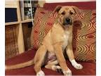 Shepradors DOG FOR ADOPTION RGADN-1216341 - Charity D6682 - Labrador Retriever /
