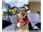 Miniature Pinscher Mix DOG FOR ADOPTION RGADN-1216345 - Apex - Miniature