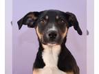 Labrador Retriever Mix DOG FOR ADOPTION RGADN-1216350 - The 3 Little Bears -