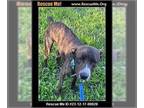 American Staffordshire Terrier-Plott Hound Mix DOG FOR ADOPTION RGADN-1216353 -