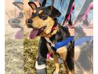 Rottweiler Mix DOG FOR ADOPTION RGADN-1216360 - Margaret's Clancy - Rottweiler /