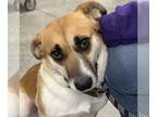 Beagle-Black Mouth Cur Mix DOG FOR ADOPTION RGADN-1216365 - Elyse - Beagle /