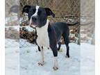 American Pit Bull Terrier Mix DOG FOR ADOPTION RGADN-1216366 - Marble (5995) -
