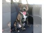 Bullboxer Pit DOG FOR ADOPTION RGADN-1216368 - Izzy - COURTESY POST - Pit Bull