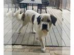 Saint Bernard Mix DOG FOR ADOPTION RGADN-1216381 - Bernie - Saint Bernard /