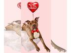 American Staffordshire Terrier DOG FOR ADOPTION RGADN-1216382 - Hooch - FOSTER