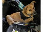 Carolina Dog Mix DOG FOR ADOPTION RGADN-1216385 - Dewey - Shepherd / Carolina
