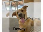 Carolina Dog Mix DOG FOR ADOPTION RGADN-1216385 - Dewey - Shepherd / Carolina