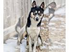 Mix DOG FOR ADOPTION RGADN-1216389 - Davie - Husky Dog For Adoption