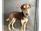 Doberman Pinscher DOG FOR ADOPTION RGADN-1216397 - RUDY - Doberman Pinscher