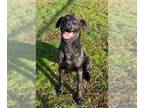 Labrottie DOG FOR ADOPTION RGADN-1216405 - KIKI - Labrador Retriever /