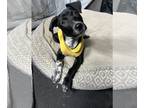Labrador Retriever Mix DOG FOR ADOPTION RGADN-1216419 - Toby - Labrador