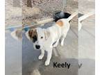 Great Pyrenees Mix DOG FOR ADOPTION RGADN-1216425 - Keely - Great Pyrenees /