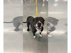 American Pit Bull Terrier DOG FOR ADOPTION RGADN-1216428 - HOPE - Pit Bull