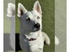 Siberian Husky Mix DOG FOR ADOPTION RGADN-1216433 - SUGAR COOKIE - Siberian