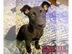 Australian Kelpie Mix DOG FOR ADOPTION RGADN-1216439 - Emmi - Belgian Shepherd