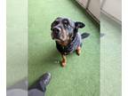 Rottweiler Mix DOG FOR ADOPTION RGADN-1216441 - Fritz - Rottweiler / Mixed