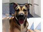 American Staffordshire Terrier-German Shepherd Dog Mix DOG FOR ADOPTION