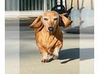 Dachshund DOG FOR ADOPTION RGADN-1216458 - Molly - Dachshund (short coat) Dog