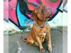 Dogue de Bordeaux DOG FOR ADOPTION RGADN-1216459 - Zelda - Dogue de Bordeaux Dog