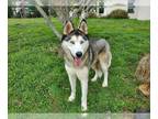 Alaskan Malamute DOG FOR ADOPTION RGADN-1216466 - TIMBER - Alaskan Malamute