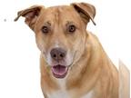 American Staffordshire Terrier-Siberian Husky Mix DOG FOR ADOPTION RGADN-1216477