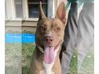 American Pit Bull Terrier Mix DOG FOR ADOPTION RGADN-1216478 - Strawberry - Pit
