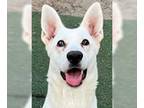 white german shepherd Mix DOG FOR ADOPTION RGADN-1216487 - Lulu - White German