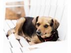 Beagle Mix DOG FOR ADOPTION RGADN-1216490 - Tinsley - Beagle / Mixed (short