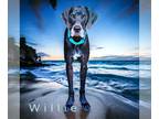 Great Dane DOG FOR ADOPTION RGADN-1216493 - Willie - Great Dane Dog For Adoption