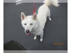 Mix DOG FOR ADOPTION RGADN-1216494 - Snow A418931 - Husky (short coat) Dog For