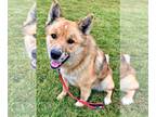 Huskies Mix DOG FOR ADOPTION RGADN-1216499 - Freckles - (Adoption Sponsored) -