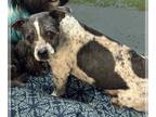 Dachshund Mix DOG FOR ADOPTION RGADN-1216517 - Shemp - Dachshund / Terrier /