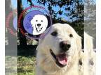Great Pyrenees DOG FOR ADOPTION RGADN-1216541 - Louise - Great Pyrenees (long