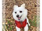 Chiranian DOG FOR ADOPTION RGADN-1216544 - Misty a Pomeranian Mix Female -