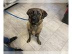 Dutch Shepherd Mix DOG FOR ADOPTION RGADN-1216545 - ICHABOD CRANE - Dutch