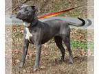 American Pit Bull Terrier-Huskies Mix DOG FOR ADOPTION RGADN-1216549 - Penelope