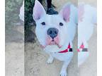 American Pit Bull Terrier Mix DOG FOR ADOPTION RGADN-1216555 - CLEO - Pit Bull