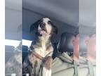 Catahoula Leopard Dog Mix DOG FOR ADOPTION RGADN-1216556 - Bodie - Catahoula