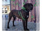 German Shorthaired Pointer-Treeing Walker Coonhound Mix DOG FOR ADOPTION