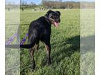 Rottweiler Mix DOG FOR ADOPTION RGADN-1216572 - Reba - Rottweiler / Mixed Dog