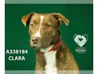 Sheprador DOG FOR ADOPTION RGADN-1216574 - CLARA - Labrador Retriever /