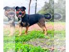 Rottweiler Mix DOG FOR ADOPTION RGADN-1216577 - *BAILEY - Rottweiler / Mixed