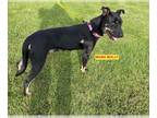 German Pinscher Mix DOG FOR ADOPTION RGADN-1216582 - MOLLY - Hound / German