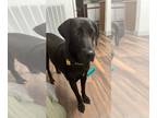 Great Dane-Labrador Retriever Mix DOG FOR ADOPTION RGADN-1216584 - King Kong -