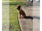 Redbone Coonhound Mix DOG FOR ADOPTION RGADN-1216589 - Merida - Redbone