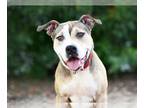 Staffordshire Bull Terrier Mix DOG FOR ADOPTION RGADN-1216604 - CLARK -