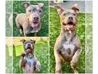 American Pit Bull Terrier DOG FOR ADOPTION RGADN-1216612 - SAMANTHA - Pit Bull