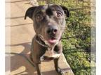 American Staffordshire Terrier Mix DOG FOR ADOPTION RGADN-1216635 - CORNELIUS -
