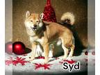 Shiba Inu DOG FOR ADOPTION RGADN-1216641 - Syd - Shiba Inu (medium coat) Dog For
